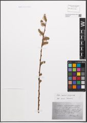 Foto von Salix caprea L. x Salix purpurea L.